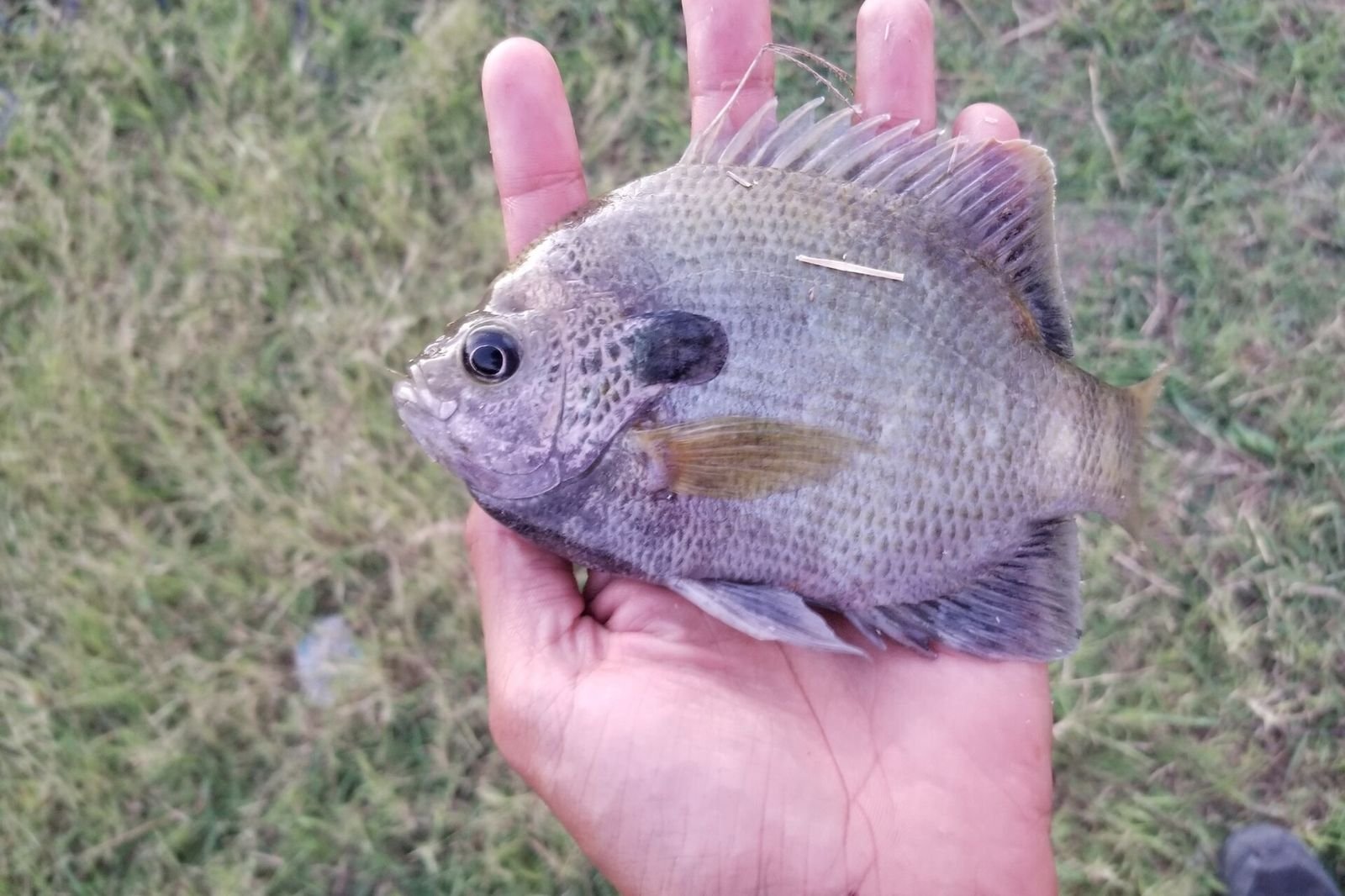 How to Catch Panfish: Bluegill, Crappie and Perch for Beginners