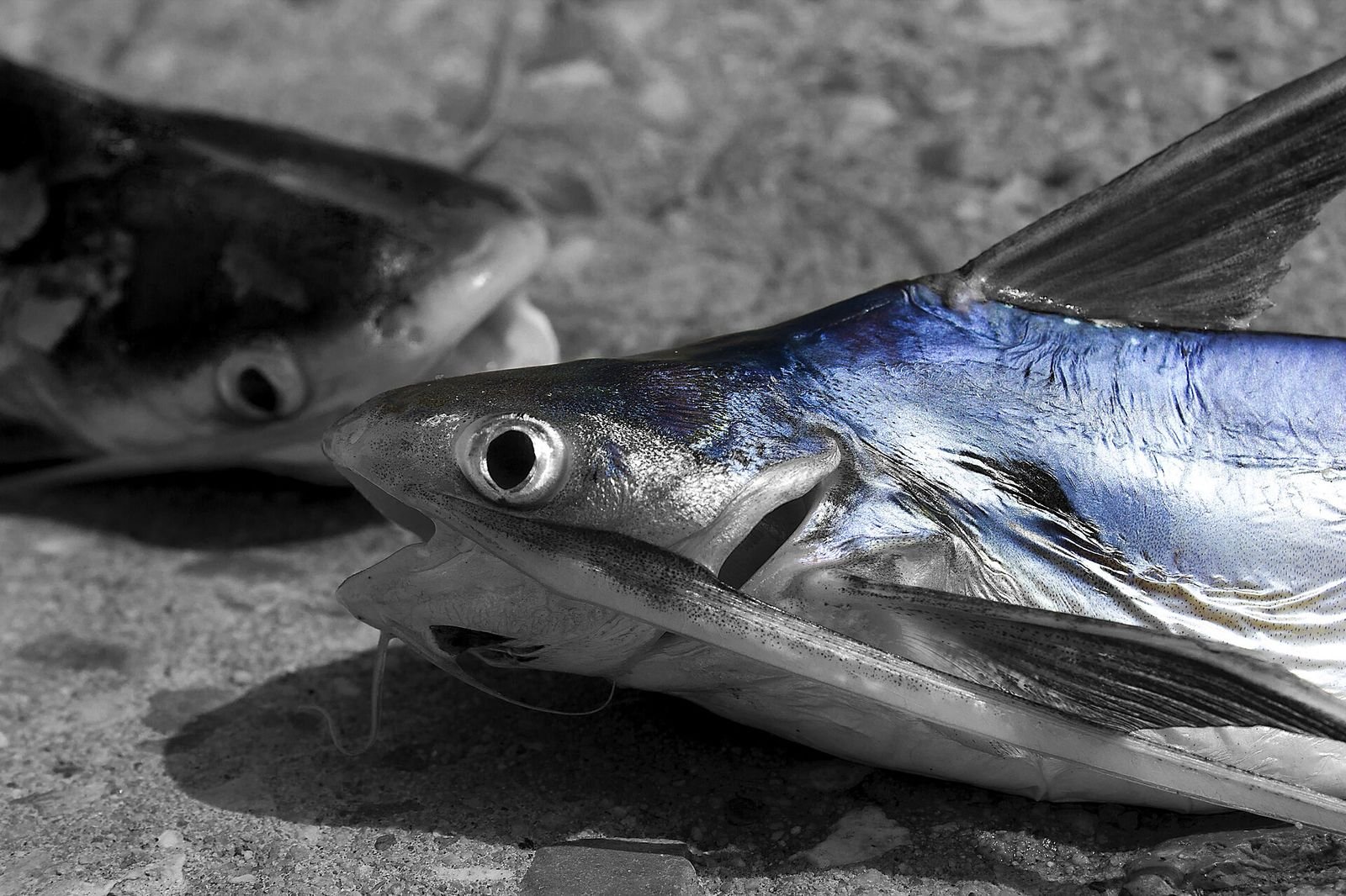Live Bait Basics: Worms, Minnows, Crickets and How to Use Them
